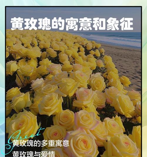 玫瑰花有哪些寓意友情的含义？