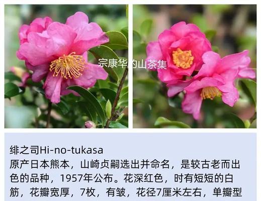 日本勇气的花有哪些？了解日本文化中的花卉与勇气象征