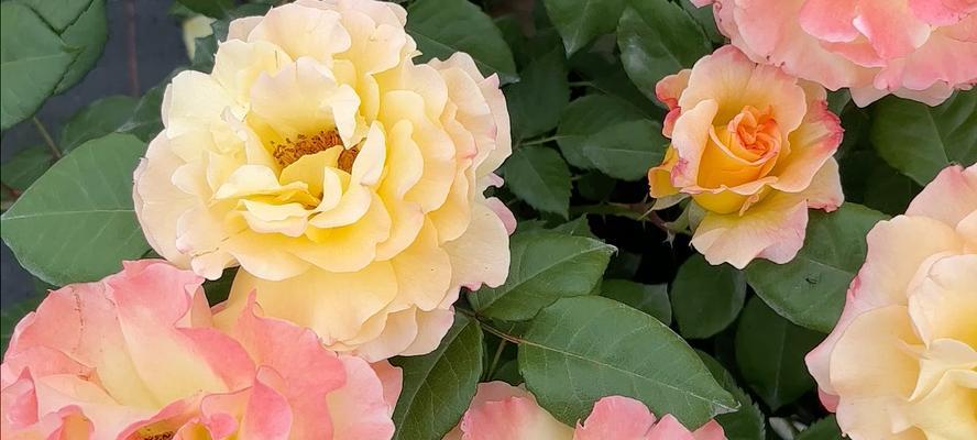 浓香的花代表什么含义？浓香的花有何寓意？