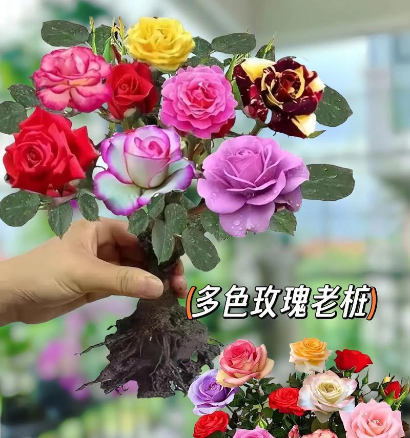 收到花颜色的含义有哪些？