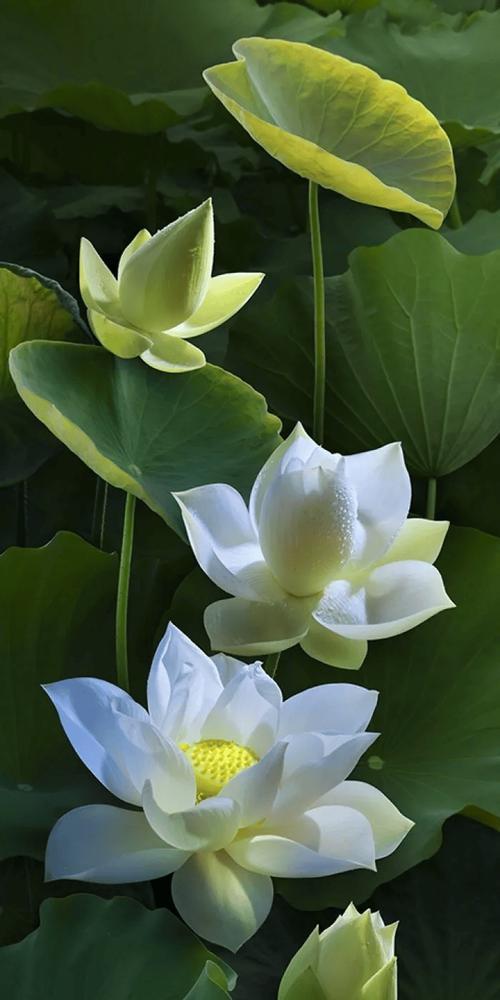 好运吉祥的花及其寓意是什么？