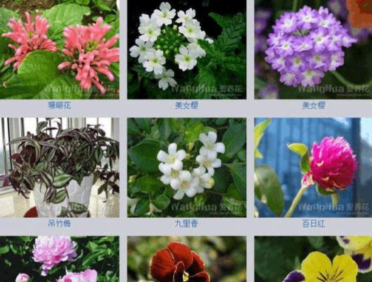 花名背后的花语是什么？如何理解花名的含义？