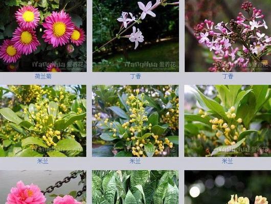 花名背后的花语是什么？如何理解花名的含义？