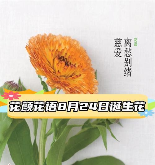 花名背后的花语是什么？如何理解花名的含义？