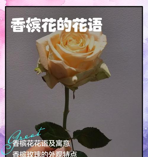 香槟玫瑰花语揭秘：优雅与庆祝的象征！