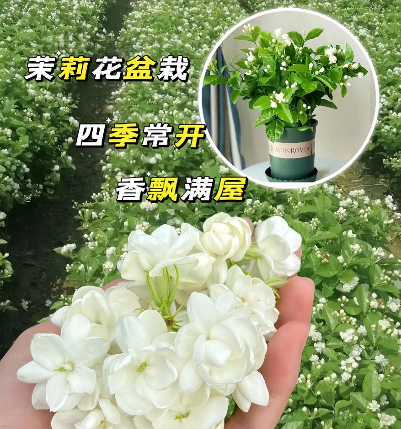 茉莉花的花语是什么？它代表哪些花语？