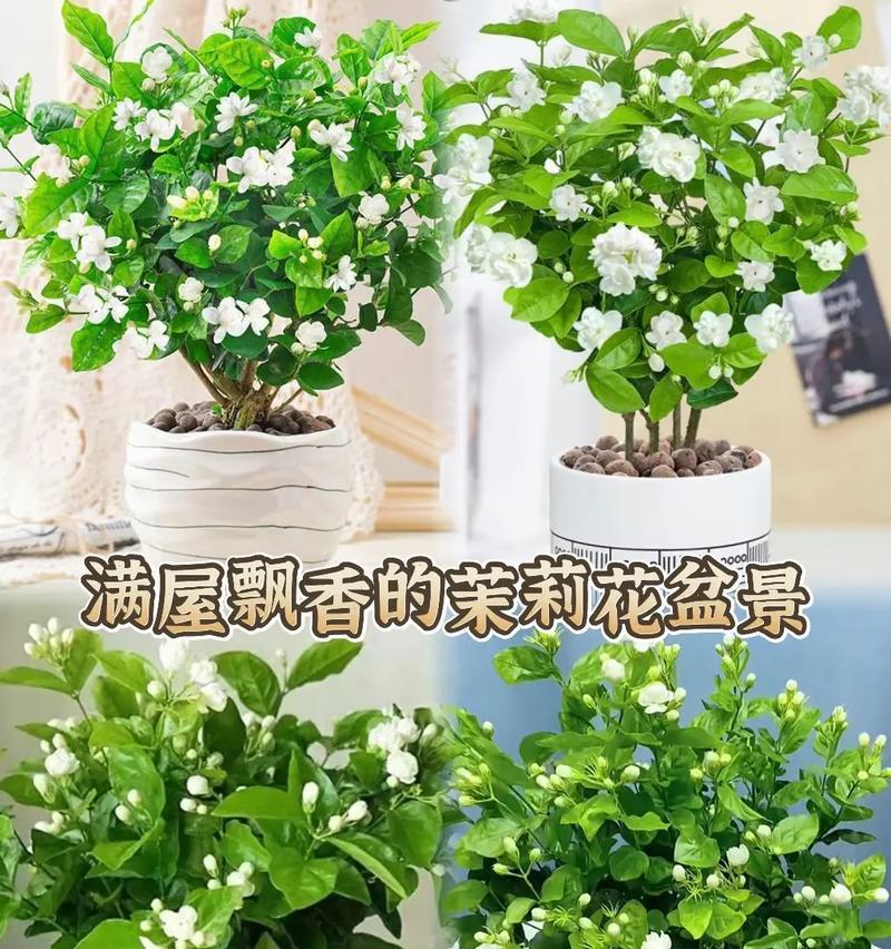 茉莉花的花语是什么？它代表哪些花语？