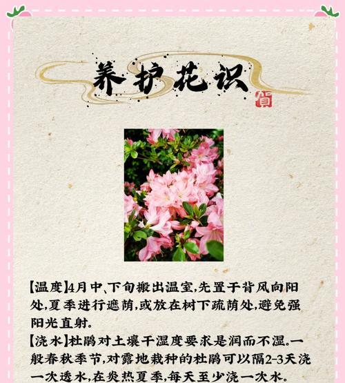 杜鹃花的象征意义是什么？