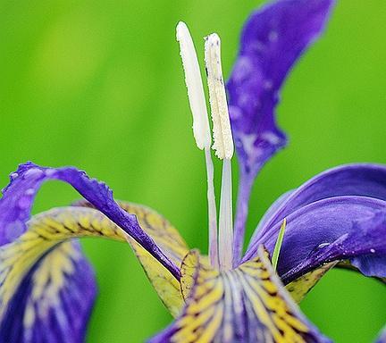绿色条纹花有哪些种类？它们的花语是什么？
