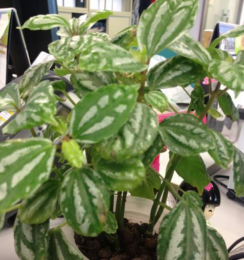 绿色条纹花有哪些种类？它们的花语是什么？