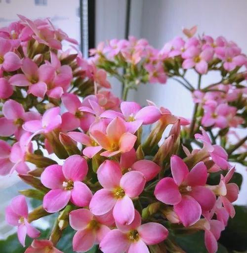 高雅花卉通常寓意着什么？