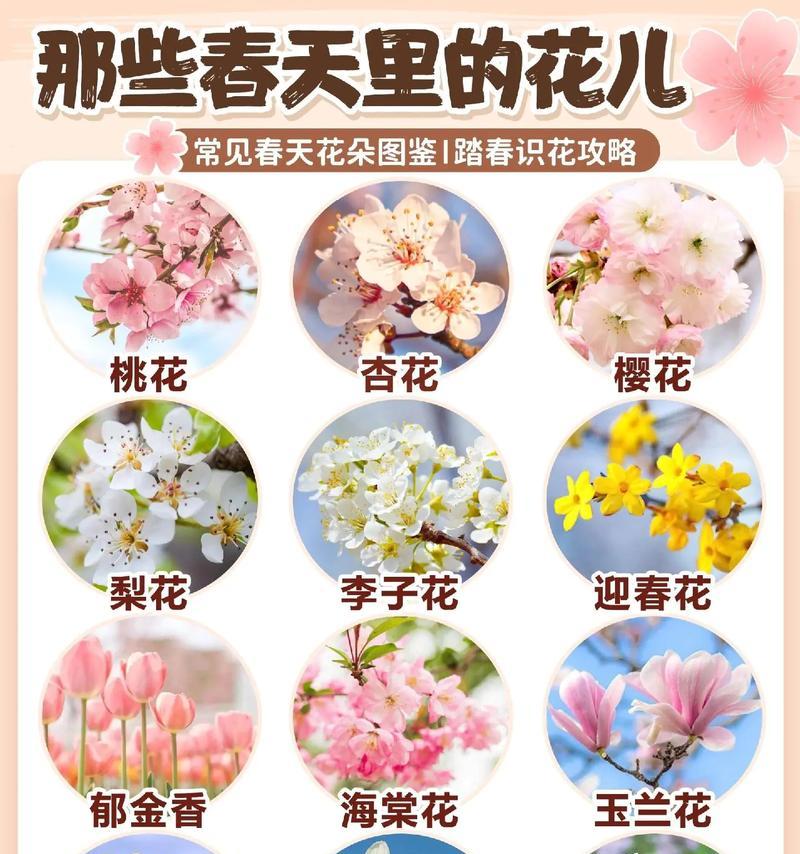 送绿花代表什么含义？它在社交场合中传达了什么信息？