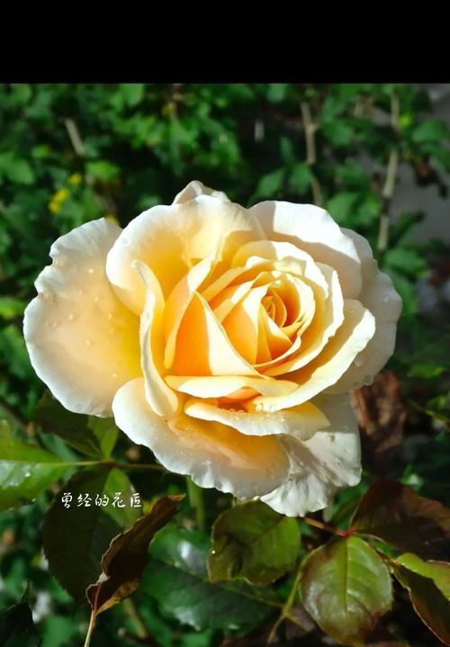 香槟玫瑰的特别寓意是什么？它的花语含义有哪些？