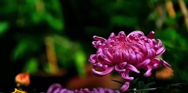 哪些花在文化中代表危险？