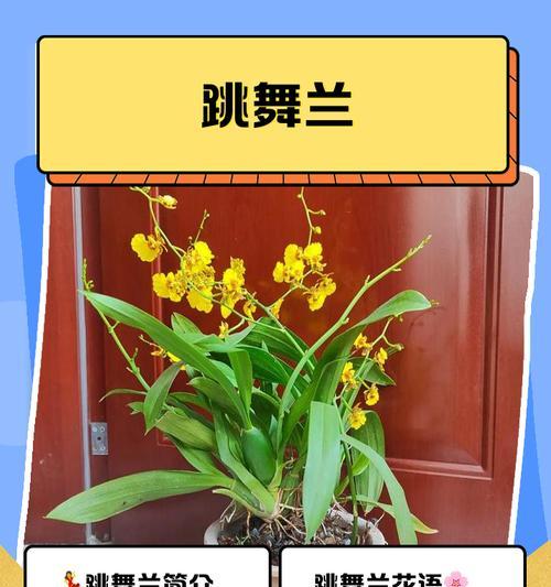 花间醉的象征意义是什么？