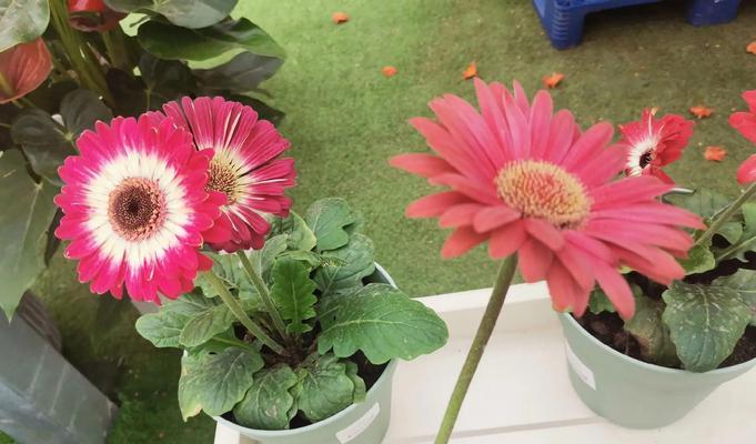 父亲节花语是什么？父亲节送什么花最合适？