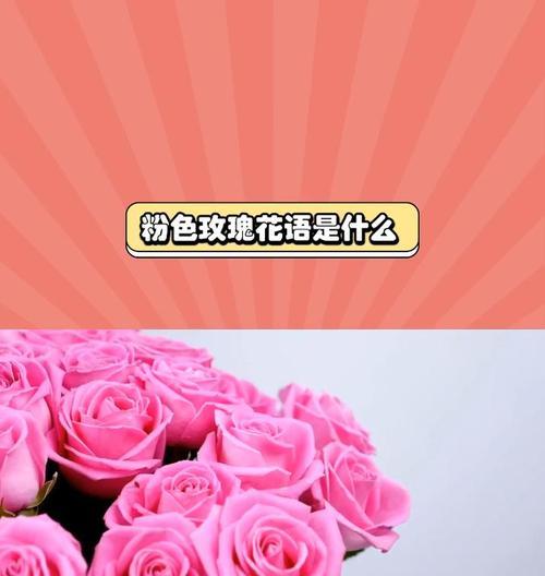 粉色和白色玫瑰的花语和代表意义是什么？