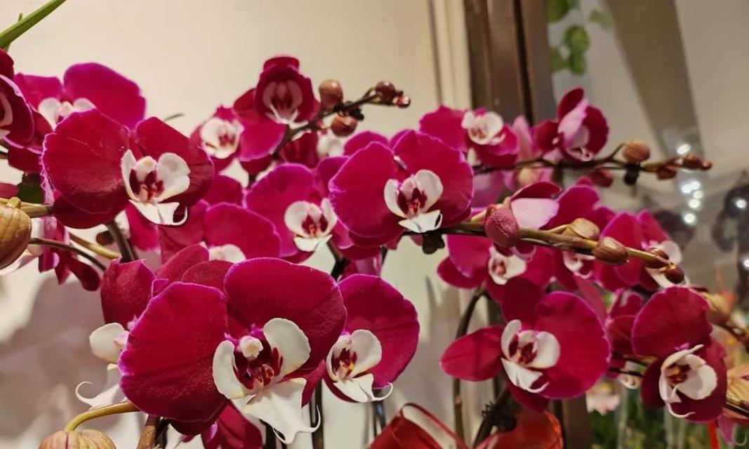 春节送花的习俗与意义是什么？
