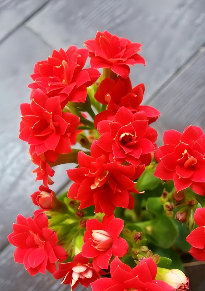 春节送花的习俗与意义是什么？
