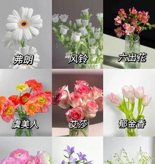 家人象征的花语有哪些？这些花各自代表什么？
