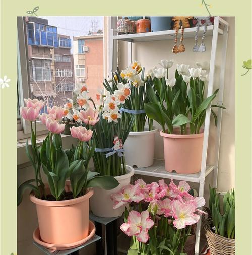 家人象征的花语有哪些？这些花各自代表什么？