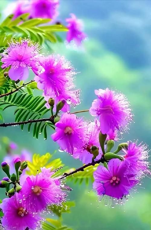 合欢花的寓意是什么？花语详解