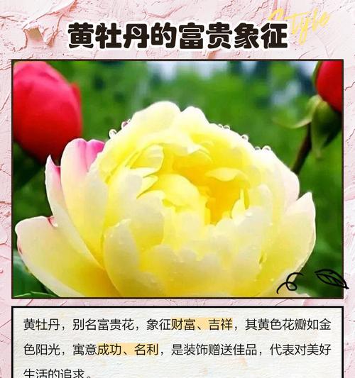 黄色花卉代表什么意义？