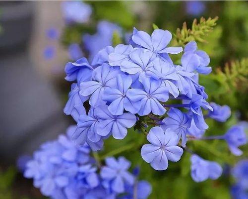 蓝色寓意的花有哪些？它们如何表达平静与智慧？