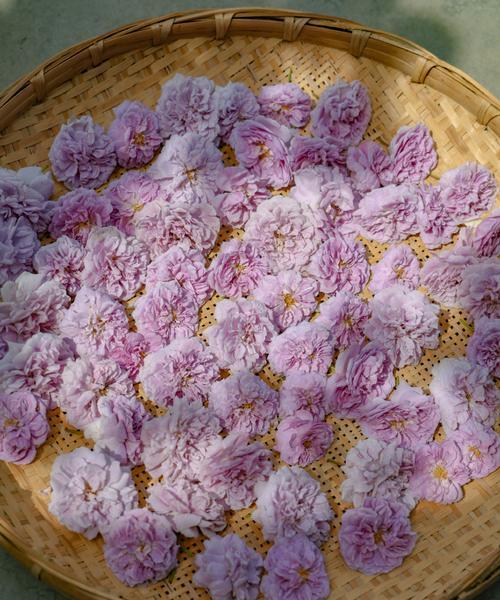 残花的花语含义是什么？残花代表了什么？