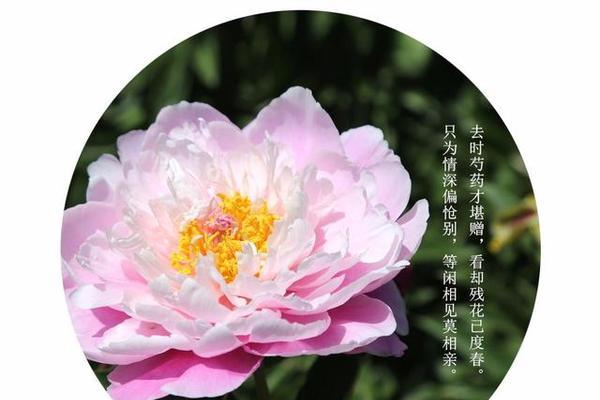 残花的花语含义是什么？残花代表了什么？
