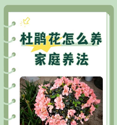 哪种花的品种寓意最好？