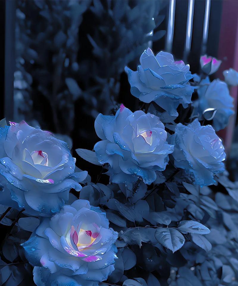 蓝色玫瑰的花语和象征意义是什么？