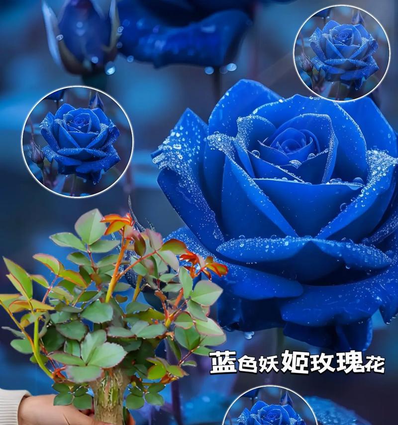 蓝色玫瑰的花语和象征意义是什么？