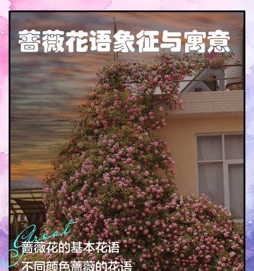 爱侣的花语是什么？哪些花象征着情侣之间的爱情？