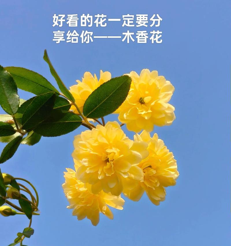 爱侣的花语是什么？哪些花象征着情侣之间的爱情？