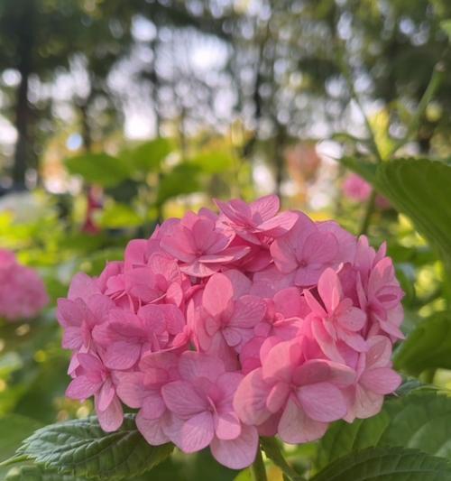 清凉象征的花是什么？