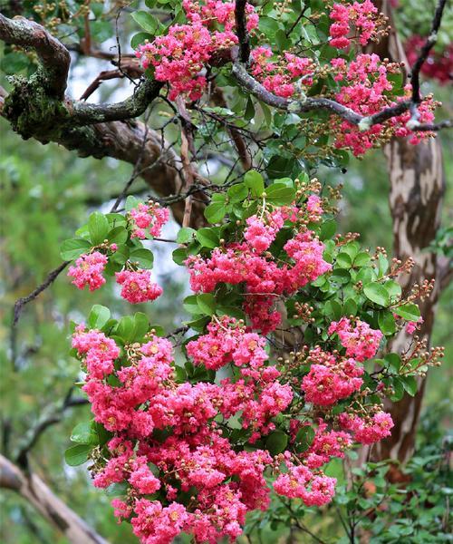 清凉象征的花是什么？