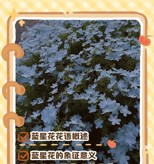 白色相思梅的花语及其代表的意义是什么？