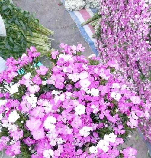 白色相思梅的花语及其代表的意义是什么？