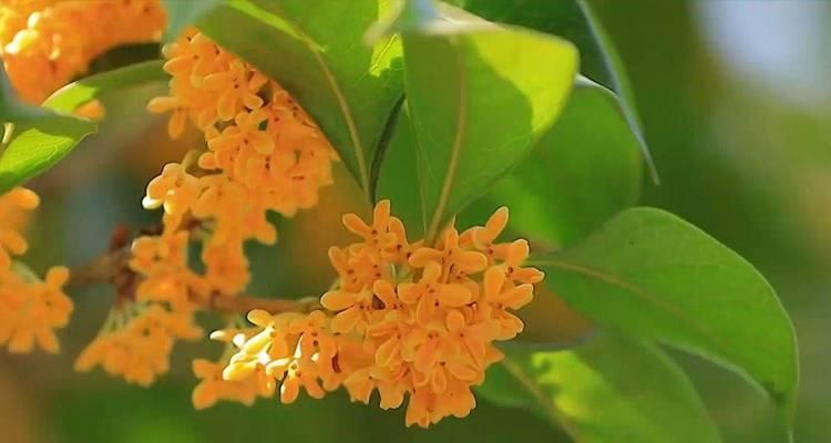 桂花的花语寓意是什么？桂花象征着什么美好？