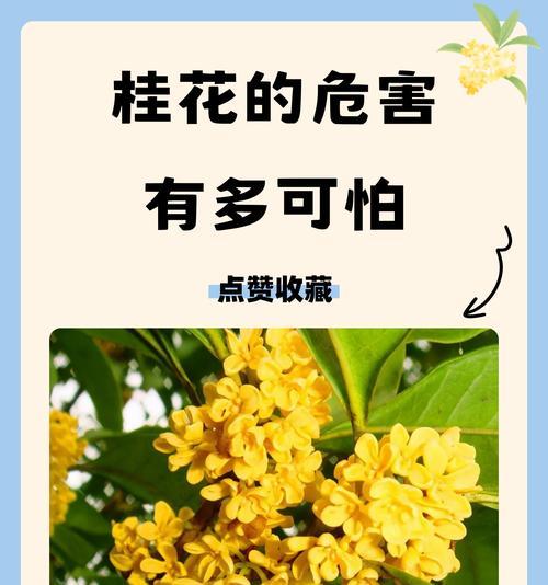 桂花的花语寓意是什么？桂花象征着什么美好？