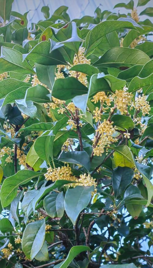桂花的花语寓意是什么？桂花象征着什么美好？