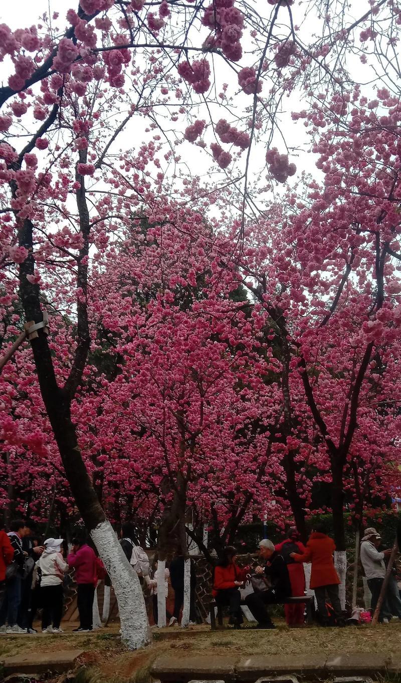 迎客来花代表什么？它的寓意是什么？