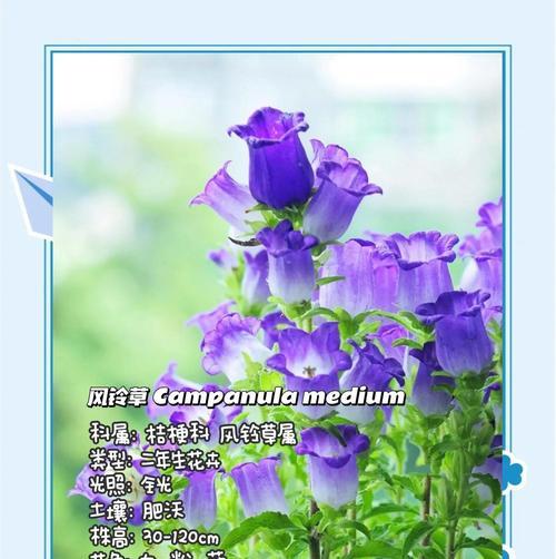 有哪些花寓意倒霉？它们在花卉艺术中的地位如何？