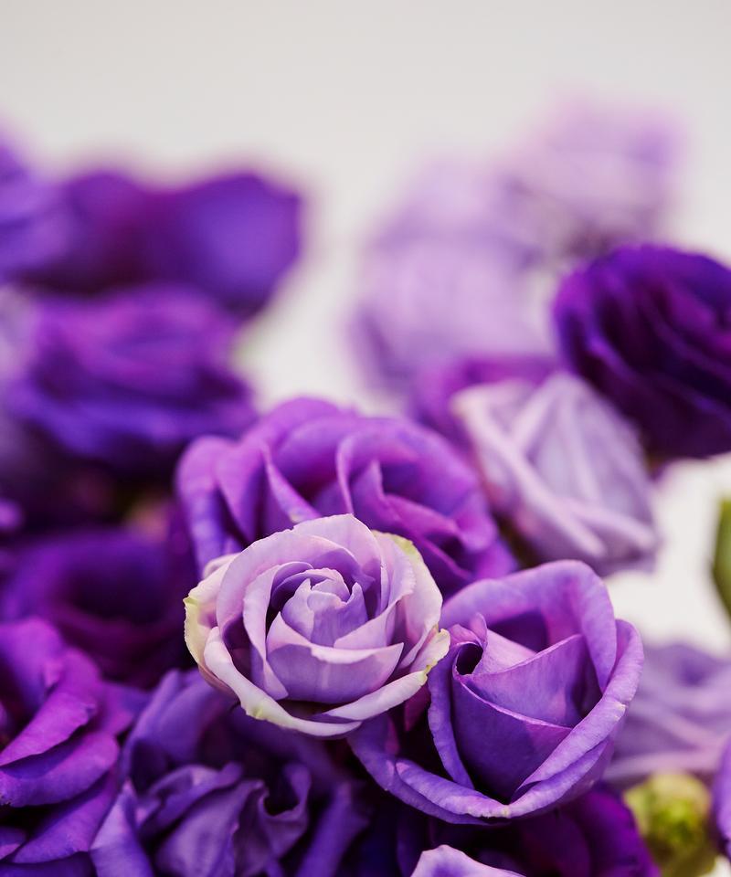 忘我花语是什么意思？忘我花象征着什么？