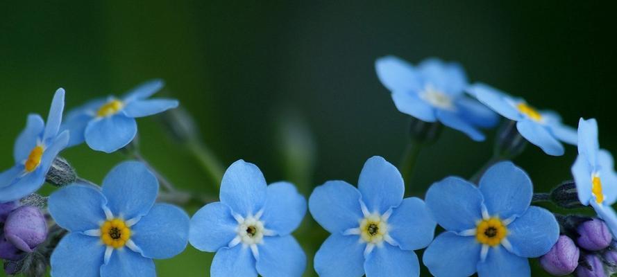 忘我花语是什么意思？忘我花象征着什么？