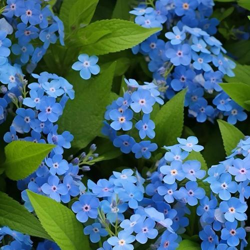 忘我花语是什么意思？忘我花象征着什么？