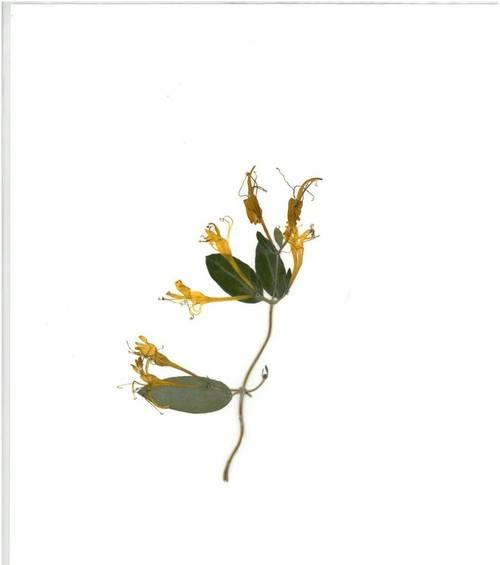 花标本的含义是什么？花标本代表了什么？