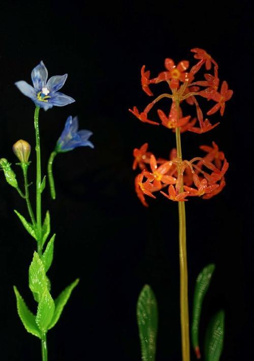 花标本的含义是什么？花标本代表了什么？