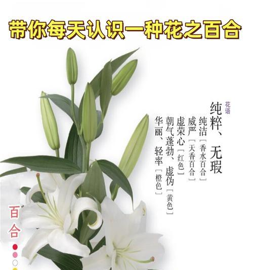 珍惜花通常用来表达什么情感？花语中的珍惜与感恩。